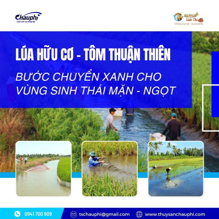 Lua X Tran LÚA HỮU CƠ - TÔM THUẬN THIÊN: BƯỚC CHUYỂN XANH CHO VÙNG SINH THÁI MẶN ...